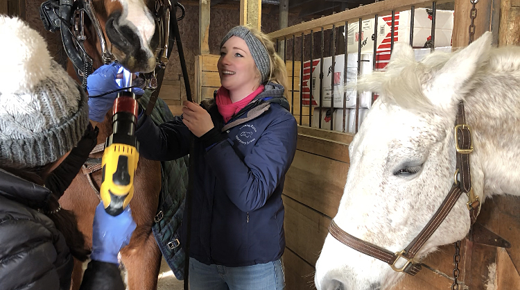 Equine Dentistry Horse Dentist Oral Exam Manning Equine Vet Services serving Erin, Halton Hills, Georgetown, Orangeville, Caledon, Rockwood and Southern Ontario areas.