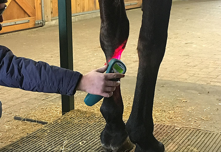 Equine Sports Medicine Laser Therapy Manning Equine Vet Services serving Erin, Halton Hills, Georgetown, Orangeville, Caledon, Rockwood and Southern Ontario areas.