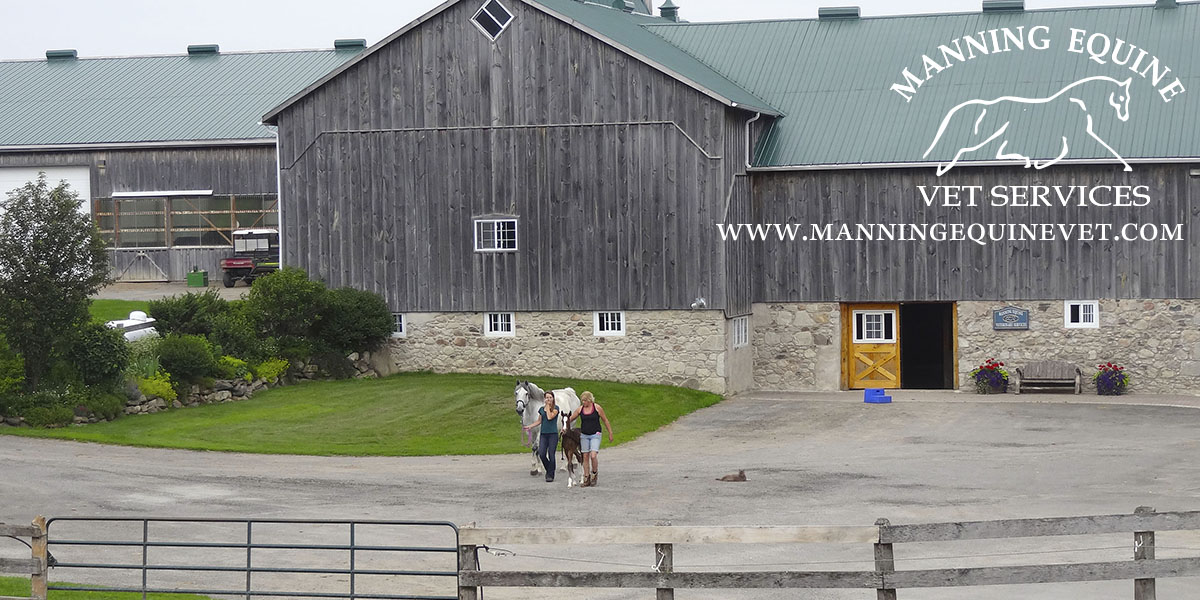 Equine Veterinarian Clinic Serving Erin, Caledon, Rockwood