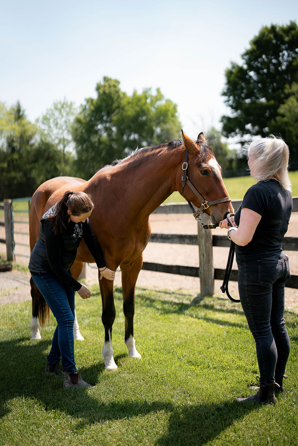 Equine Health Management, Vaccinations, Deworming Manning Equine Vet Services serving Erin, Halton Hills, Georgetown, Orangeville, Caledon, Rockwood and Southern Ontario areas.
