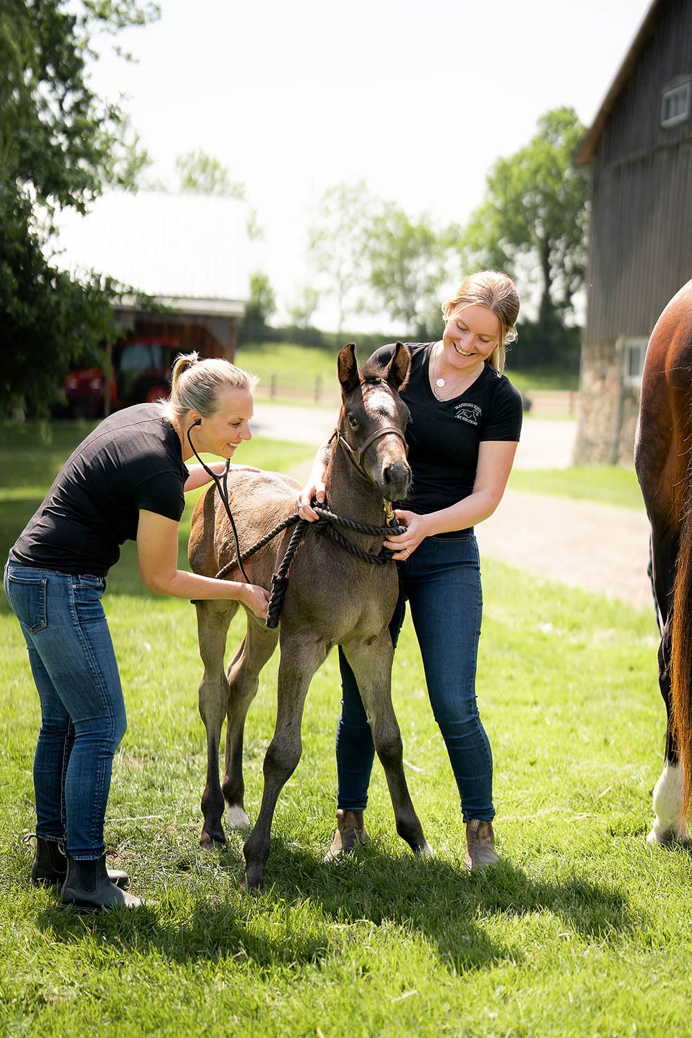 Breeding and foaling, artificial insemination, embryo transfers, broodmare and foal boarding and care. Manning Equine Vet Services serving Erin, Halton Hills, Georgetown, Orangeville, Caledon, Rockwood and Southern Ontario areas.