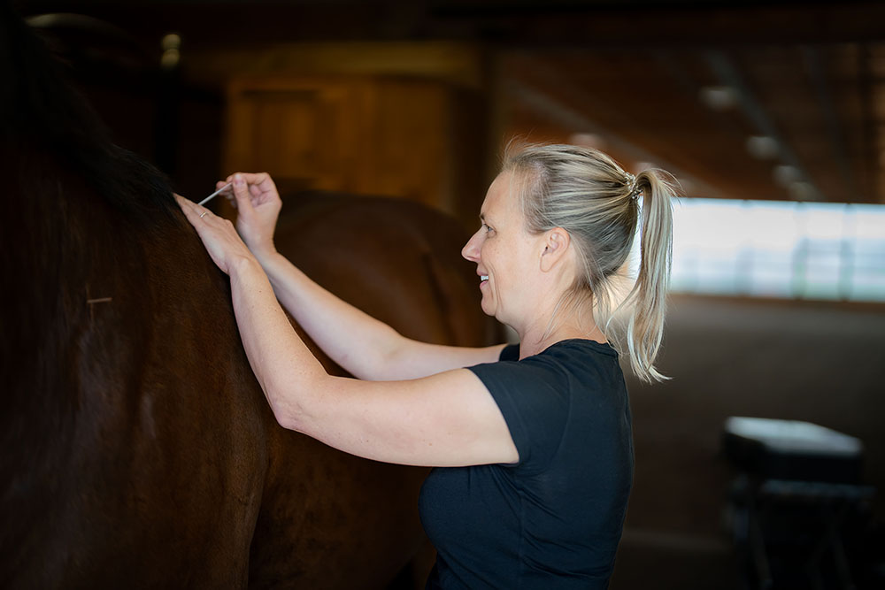 Equine Sports Medicine Veterinary Acupuncture Manning Equine Vet Services serving Erin, Halton Hills, Georgetown, Orangeville, Caledon, Rockwood and Southern Ontario areas.