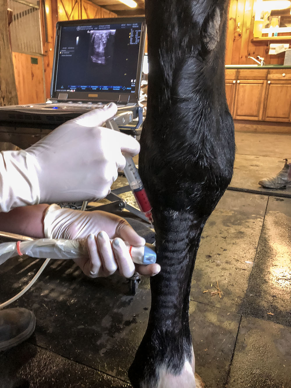 Equine Sports Medicine Platelet Rich Plasma PRP Therapy Manning Equine Vet Services serving Erin, Halton Hills, Georgetown, Orangeville, Caledon, Rockwood and Southern Ontario areas.