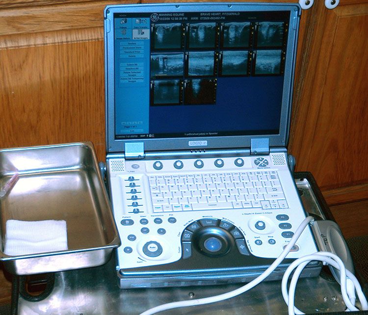 Equine Sports Medicine Ultrasound Manning Equine Vet Services serving Erin, Halton Hills, Georgetown, Orangeville, Caledon, Rockwood and Southern Ontario areas.