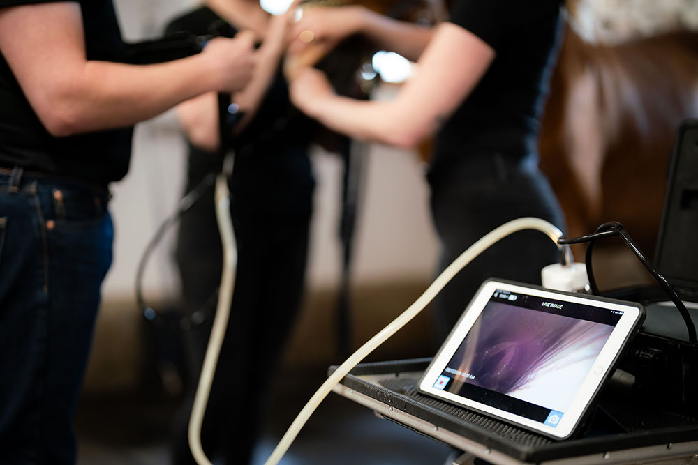 Equine gastroscopy Horse gastrointestinal Exam Manning Equine Vet Services serving Erin, Halton Hills, Georgetown, Orangeville, Caledon, Rockwood and Southern Ontario areas.